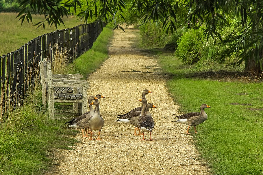 flock of ducks on ground near fence, geese, nature, park, bird HD wallpaper