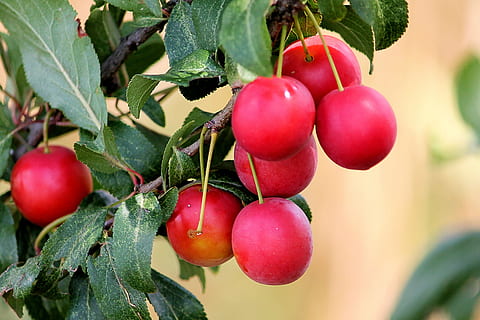 red fruits, cherry plum, plums, healthy, delicious, food, food and drink HD wallpaper