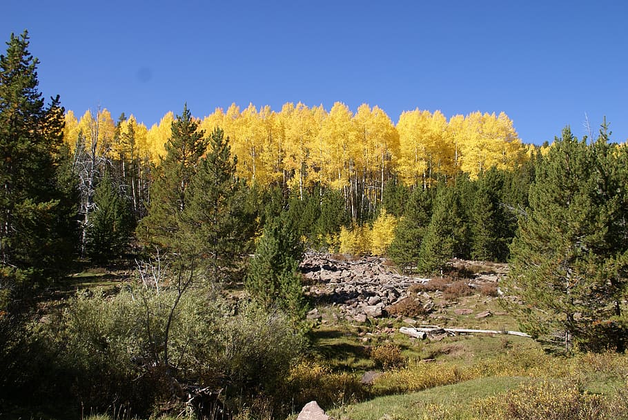 utah, forest, trees, landscape, fall, autumn, rocks, nature HD wallpaper