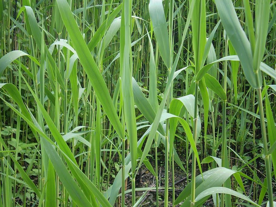 grass, nature, plant, growth, green color, beauty in nature HD wallpaper