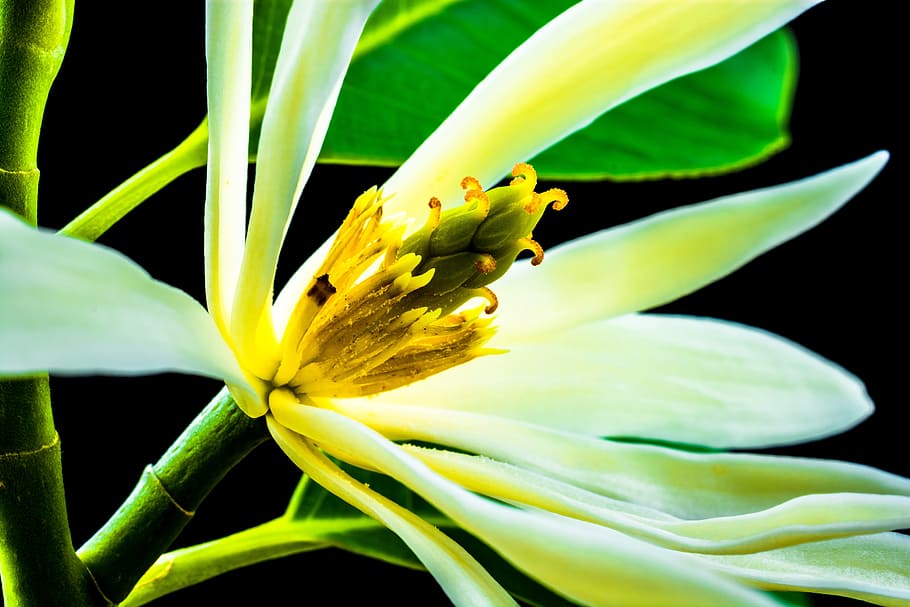 michelia champaca, blossom, bloom, white, yellow, branch, leaves, HD wallpaper