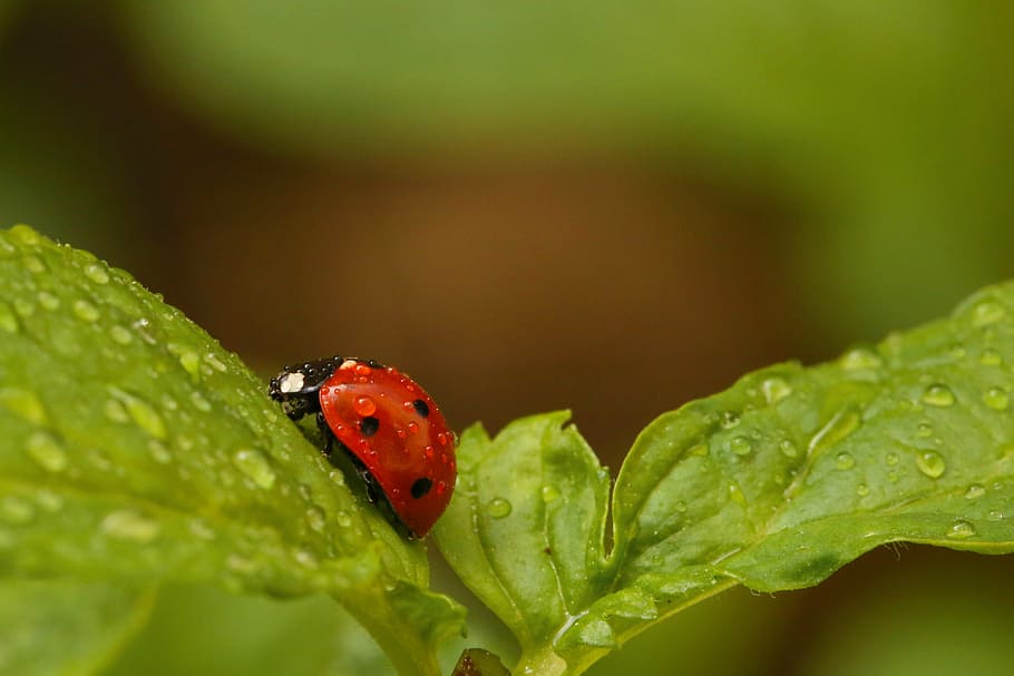 ladybird, red, nature, animal wildlife, animal themes, insect HD wallpaper
