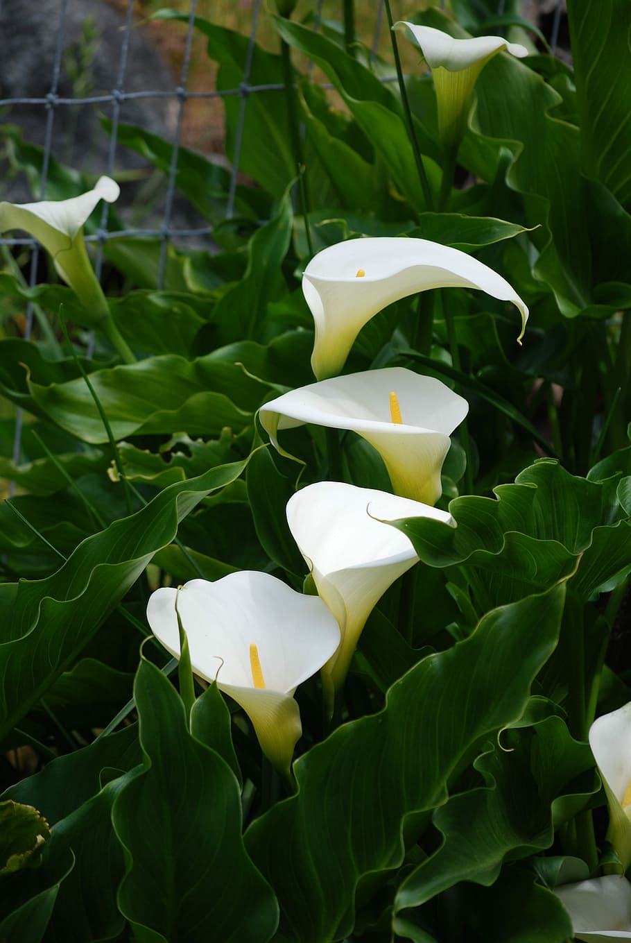 Flowers, Spring, Bloom, petal, growth, freshness, no people HD wallpaper