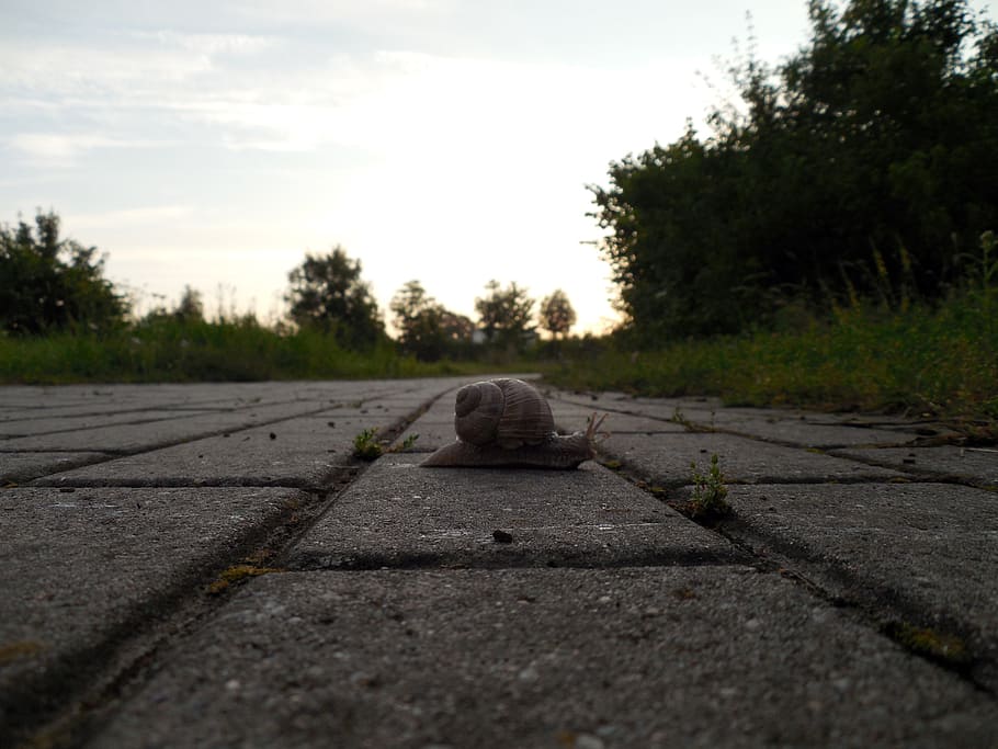 snail, shell, mollusk, snail shell, slowly, plant, tree, sky HD wallpaper