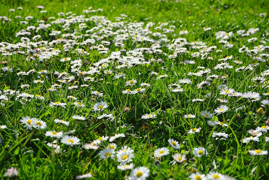 daisy, rush, meadow, white, flower carpet, blossom, bloom, bellis philosophy, HD wallpaper