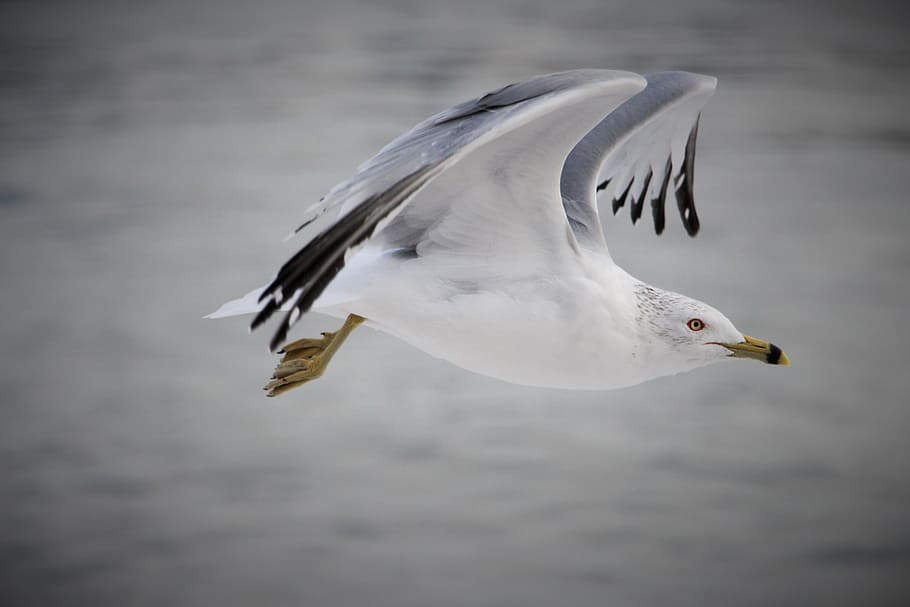 bird, fly, nature, birds vector, wing, birds flying, water HD wallpaper
