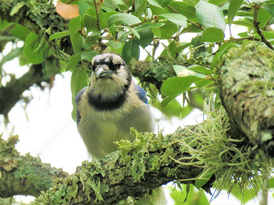 bird, blue jay, tree, wildlife, blue and white, animal themes HD wallpaper