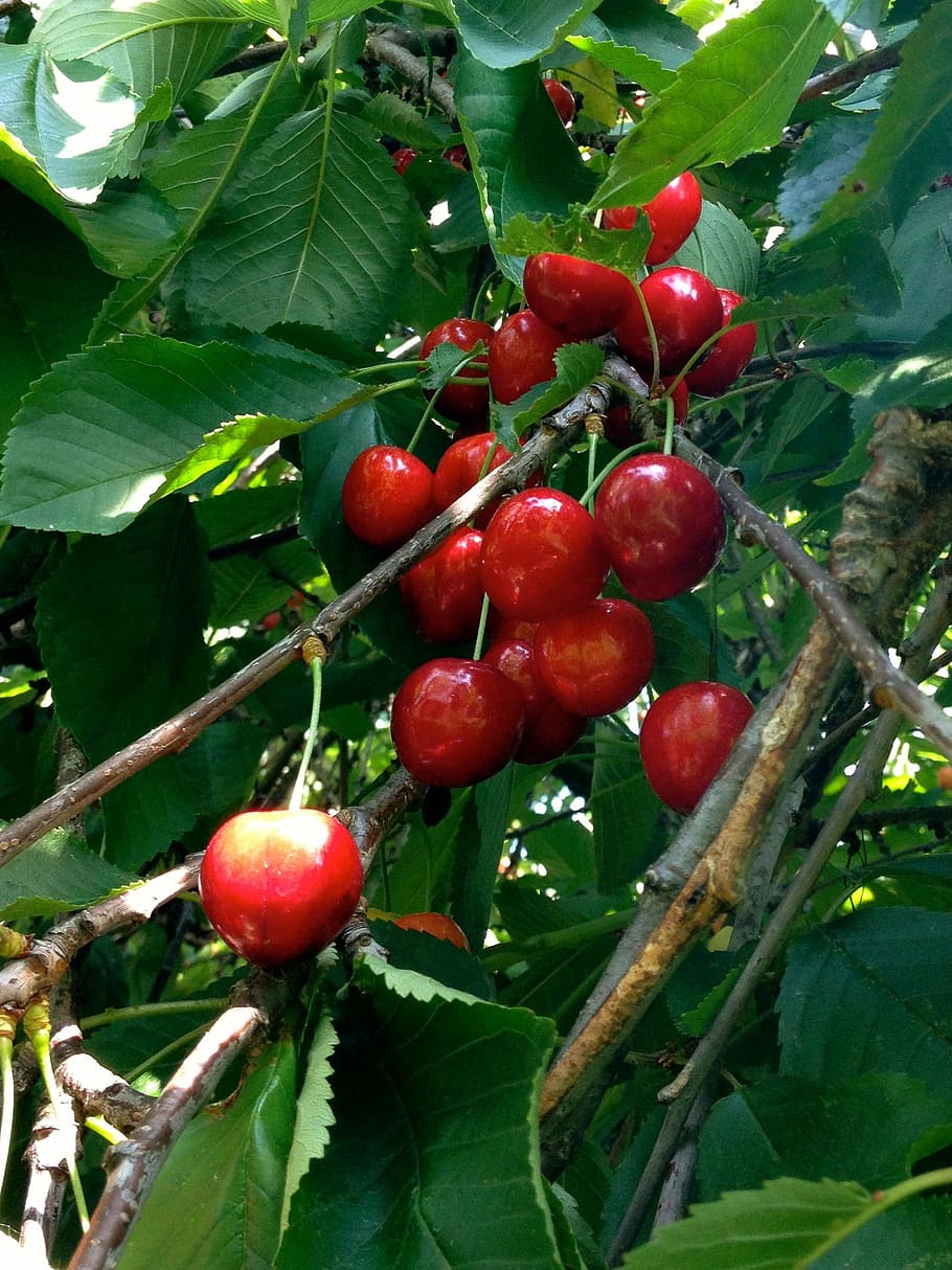 Cherries, Cherry, Red, Red, Tree, cherry harvest, leaf, fruit HD wallpaper