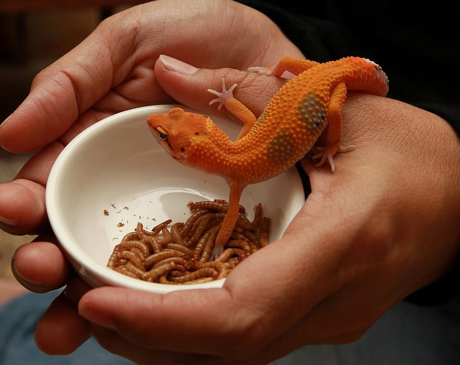 person holding white bowl with mealworms and orange gecko, lizard HD wallpaper