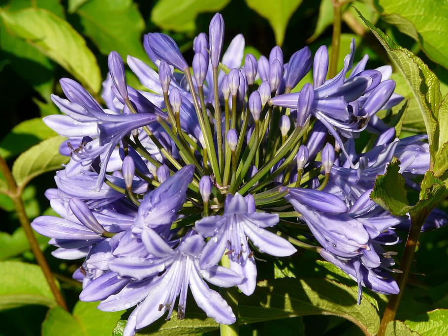 Flower, Blue, Violet, agapanthus, agapanthus africanus, inflorescence, HD wallpaper