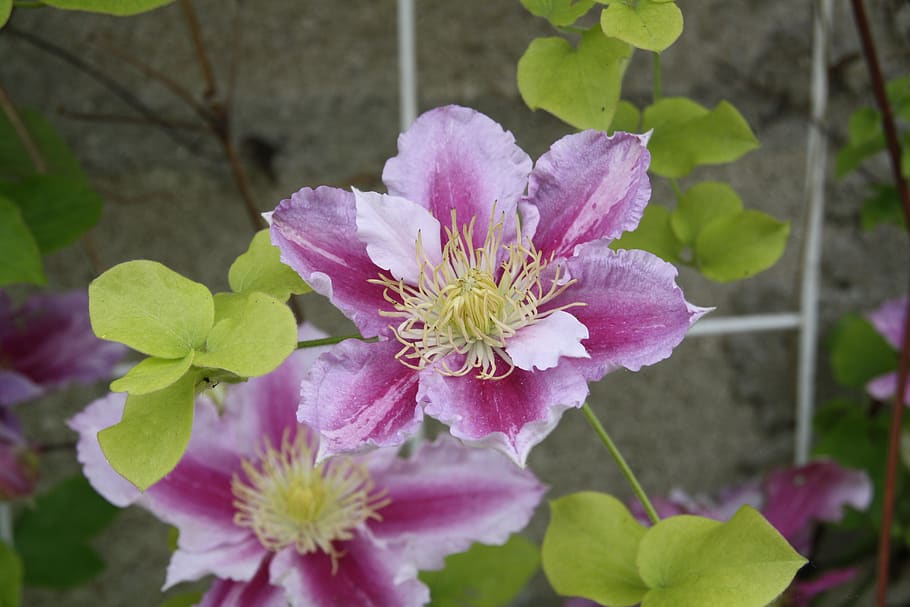 flower, clematis, petals, flowering plant, beauty in nature HD wallpaper