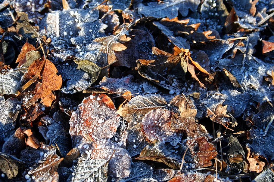 frost, leaves, winter, park, morning, nature, season, outdoors