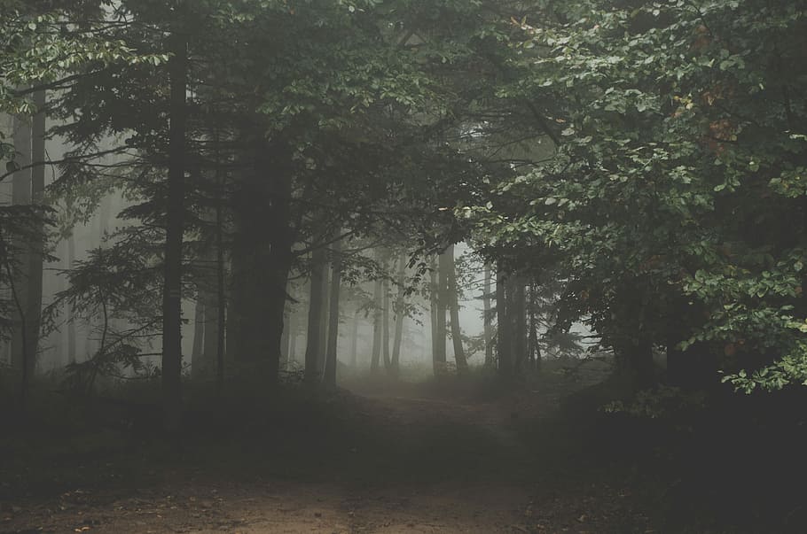 misty forest, green leafed trees, fog, dark, natural, outdoor HD wallpaper