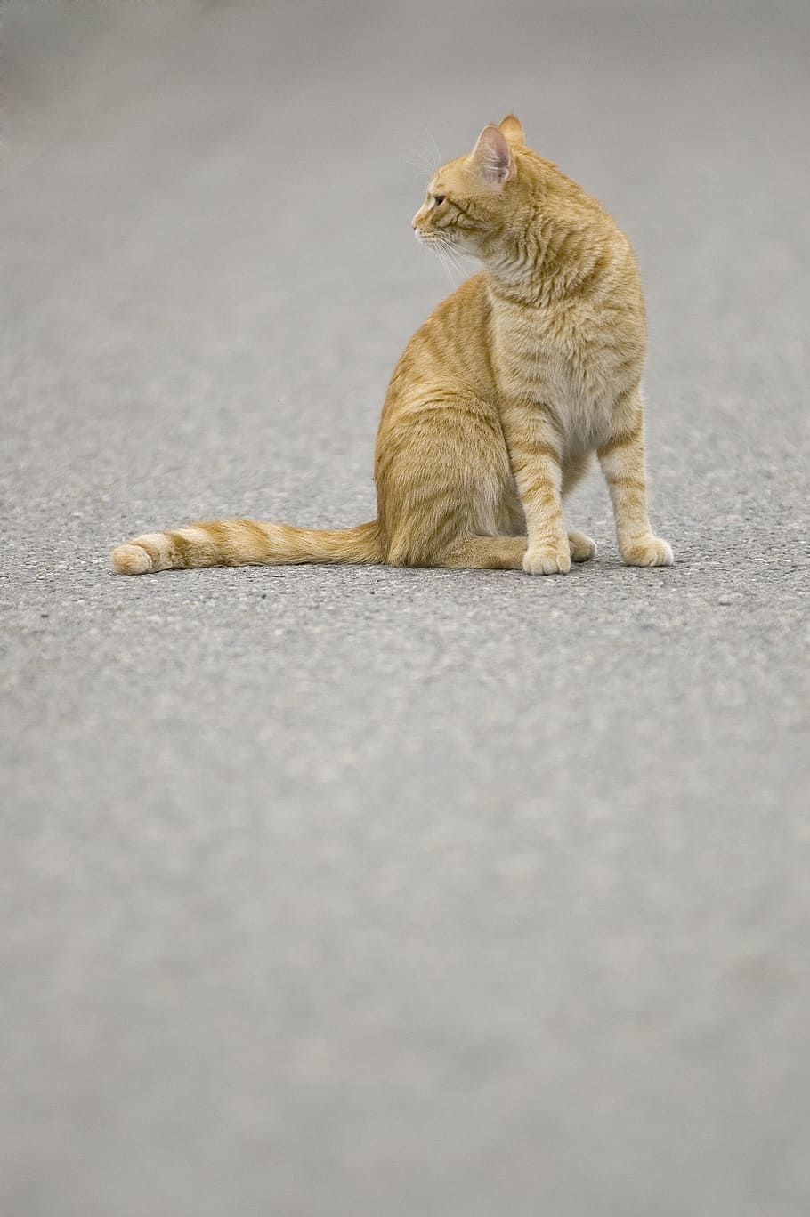 cat, tomcat, pet, redheaded, sitting, tabby, road, one animal HD wallpaper