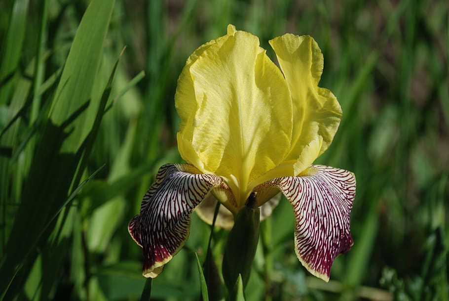 iris, beautiful, lily, flower, plant, summer, flowers, detail HD wallpaper