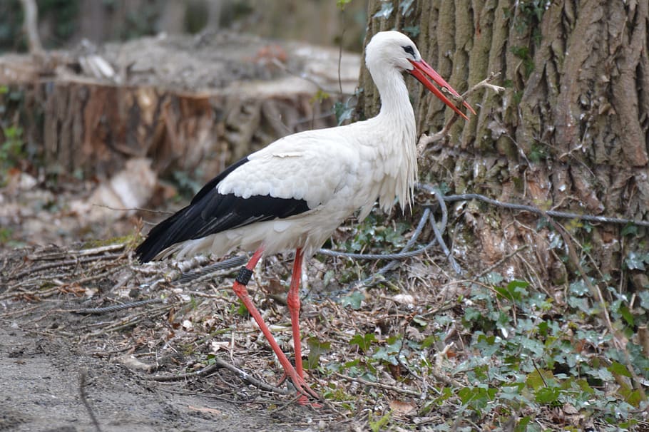 stork, animal, bird, animal wildlife, animals in the wild, animal themes HD wallpaper