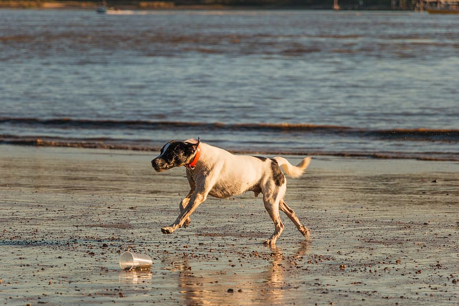 dog, beach, elbe, water, animal, sand, sea, most beach, running dog HD wallpaper