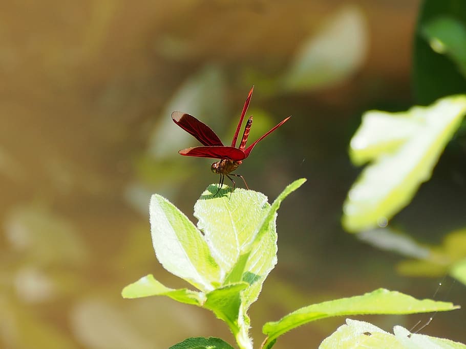 dragonfly, red, rest, insect, animal themes, invertebrate, one animal HD wallpaper