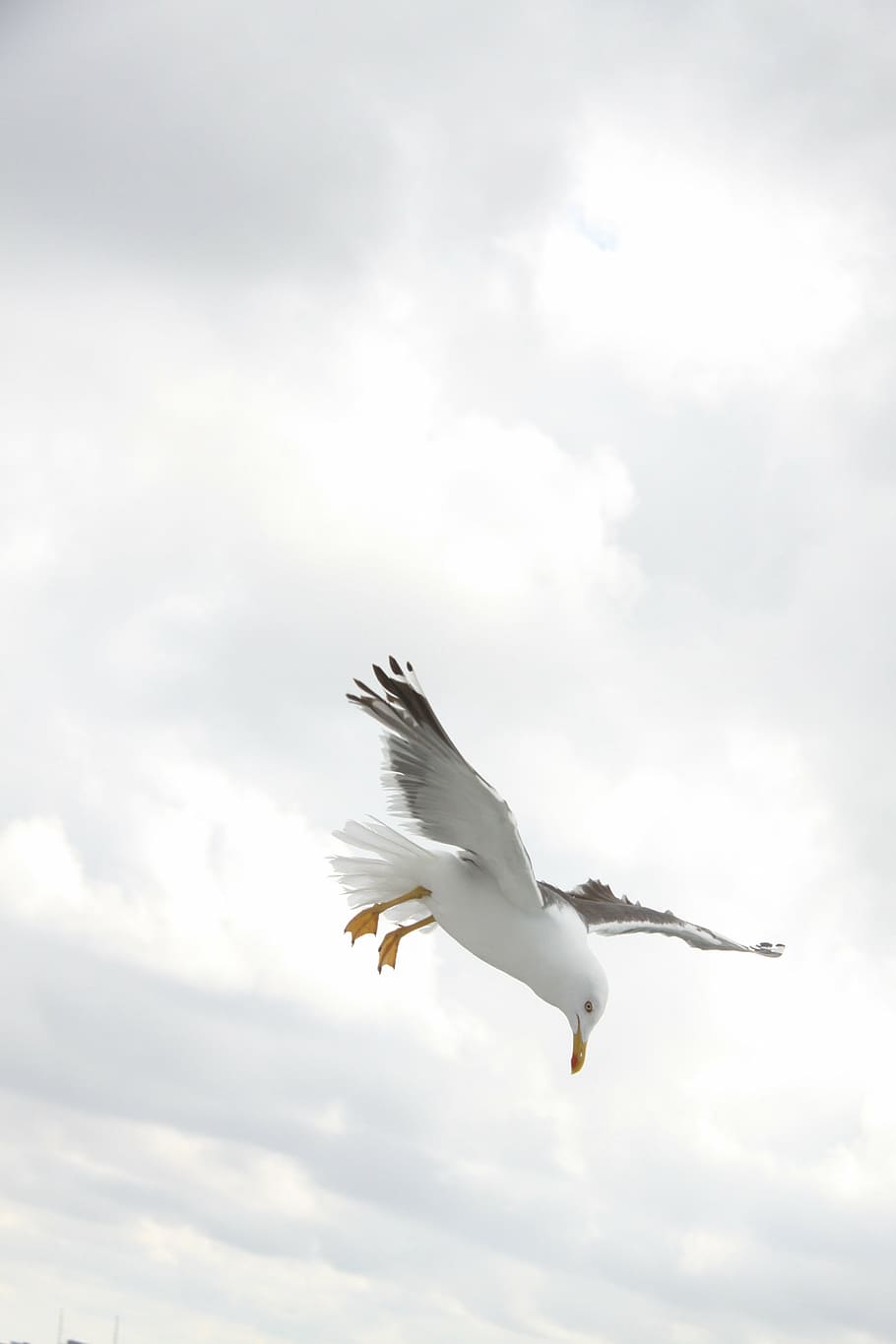 white and gray bird, seagull, wings, fly, nature, flying, animal HD wallpaper