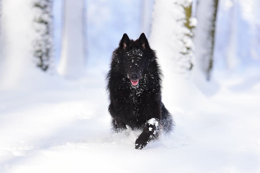 black wolf sits on snow covered field, dog, belgian shepherd dog
