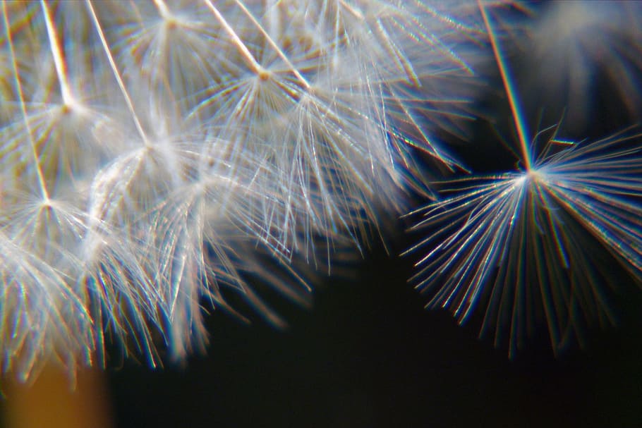 dandelion, nature, macro, filigree, seed, natural, field, floral HD wallpaper