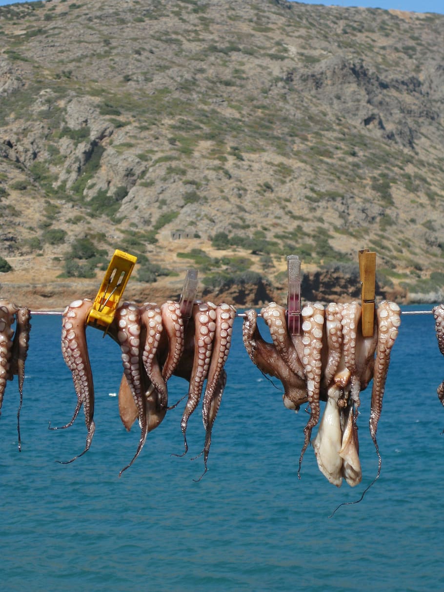 squid, octopus, crete, holiday, dry, animals, clothes line HD wallpaper