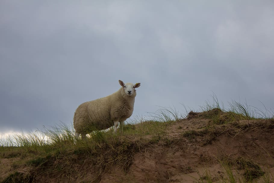 Sheep, Scotland, Grass, scottisch, one animal, animal wildlife HD wallpaper