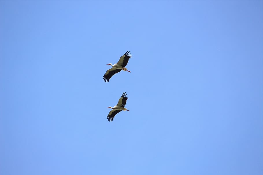 birds, storks, fly, animals, flying, animals in the wild, animal wildlife HD wallpaper