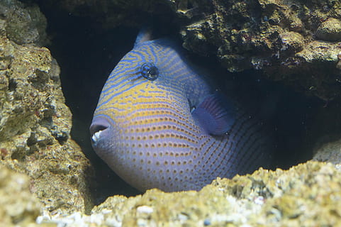 blue pet fish, triggerfish, hidden, crevice, reef, coral reef HD wallpaper