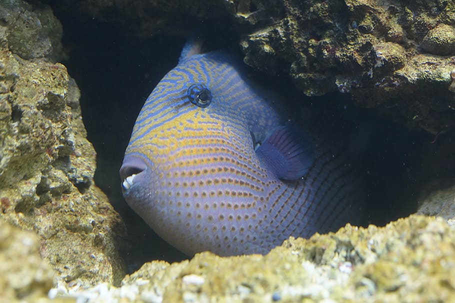 blue pet fish, triggerfish, hidden, crevice, reef, coral reef HD wallpaper
