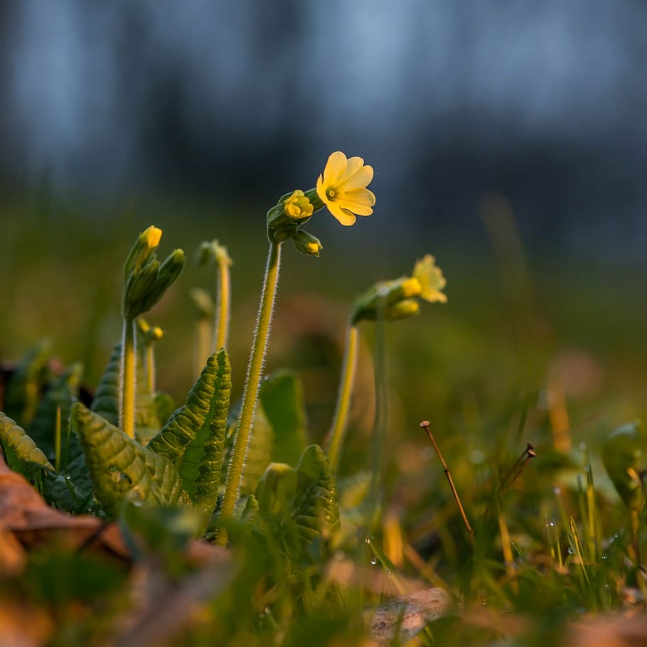 spring, flowers, leaves, sun, nature, macro, detail, morning HD wallpaper