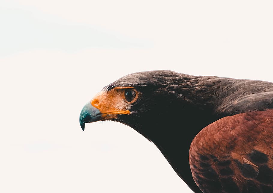 focus photo of bird, selective focus photo of golden eagle, birdofprey HD wallpaper