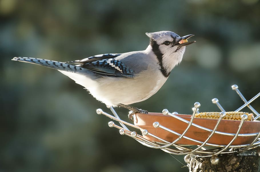 white and blue short-beaked bird, white and gray bird, feathers HD wallpaper