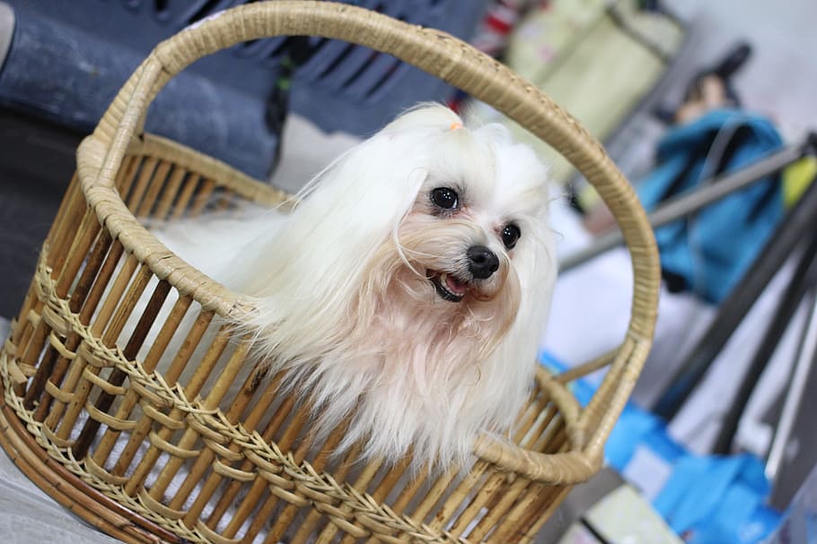 adult white maltese in basket, canny dog ​​show, dog show