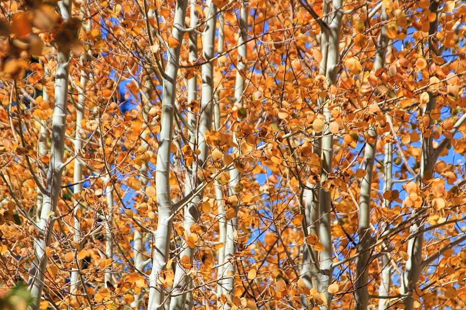 autumn, leaves, fall, leaf, yellow, season, orange, red, color HD wallpaper