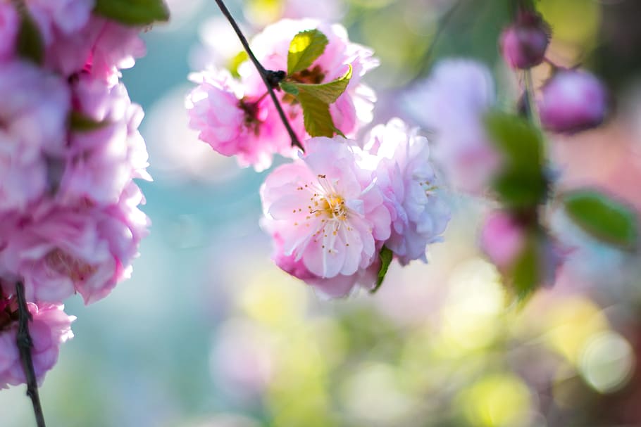 pink flowers in tree, shallow focus of pink flower, close up HD wallpaper