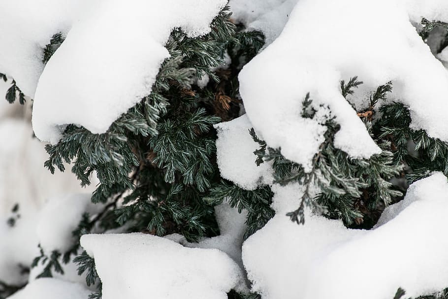 snow covered pine tree, tree covered by snow photo, green, white HD wallpaper