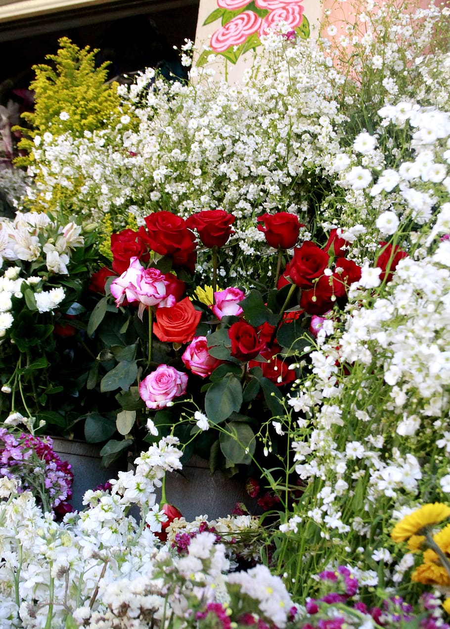 flowers, roses, plants, flowering plant, freshness, fragility HD wallpaper
