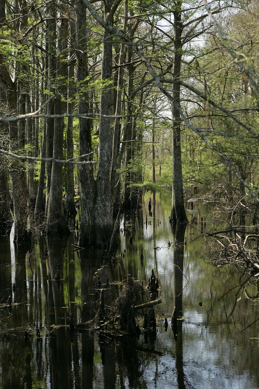 swamp, landscape, water, trees, scenic, marsh, reflection, calm HD wallpaper