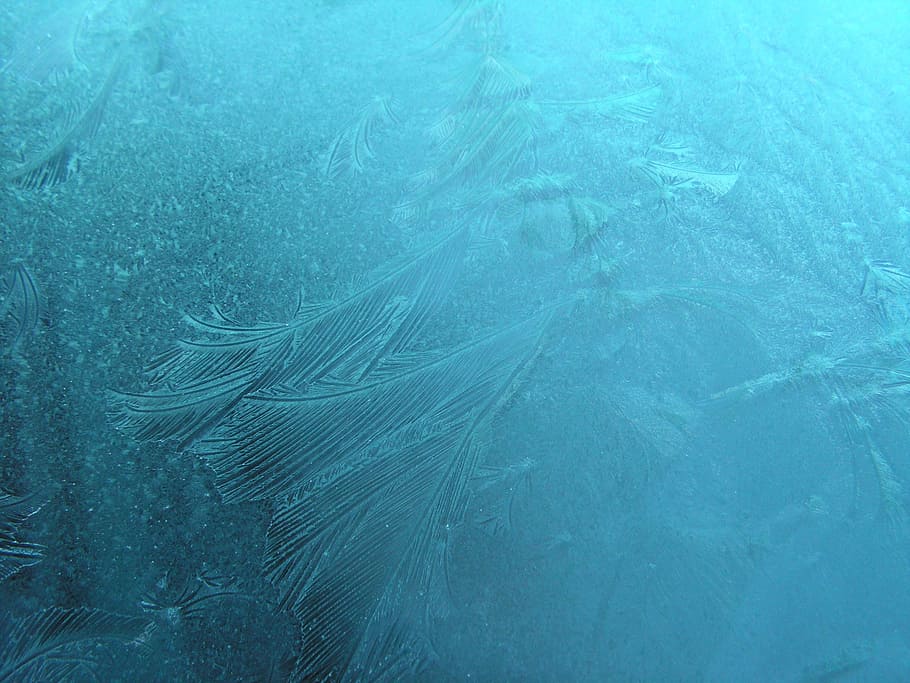 underwater photography of plants, frost, icing, winter, silver HD wallpaper