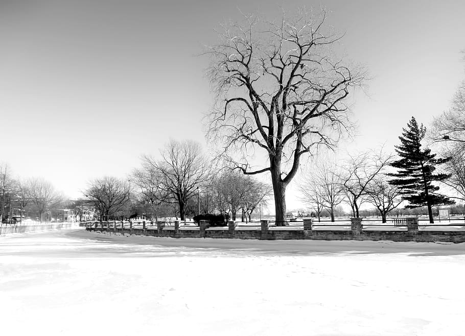 winter, tree, snow, wood, frost, bare tree, plant, cold temperature HD wallpaper