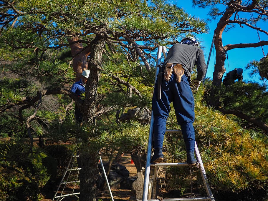 man standing on ladder, worker, laborer, tree, garden, gardener HD wallpaper