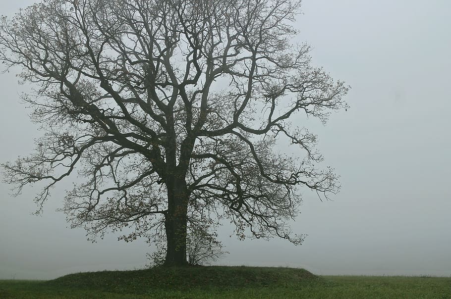 tree, fog, shadow, silhouette, light, plant, sky, beauty in nature HD wallpaper
