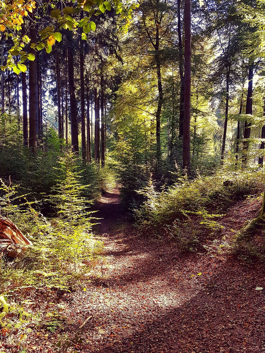 Forest, Path, Walk, Trees, forest path, autumn, nature, away HD wallpaper
