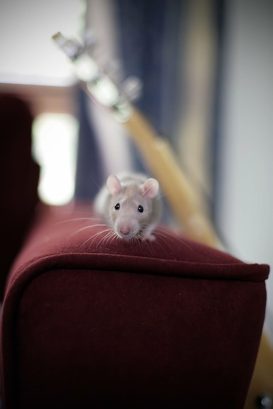 mouse, rat, animal, pet, rodent, mammal, cute, tail, domestic HD wallpaper