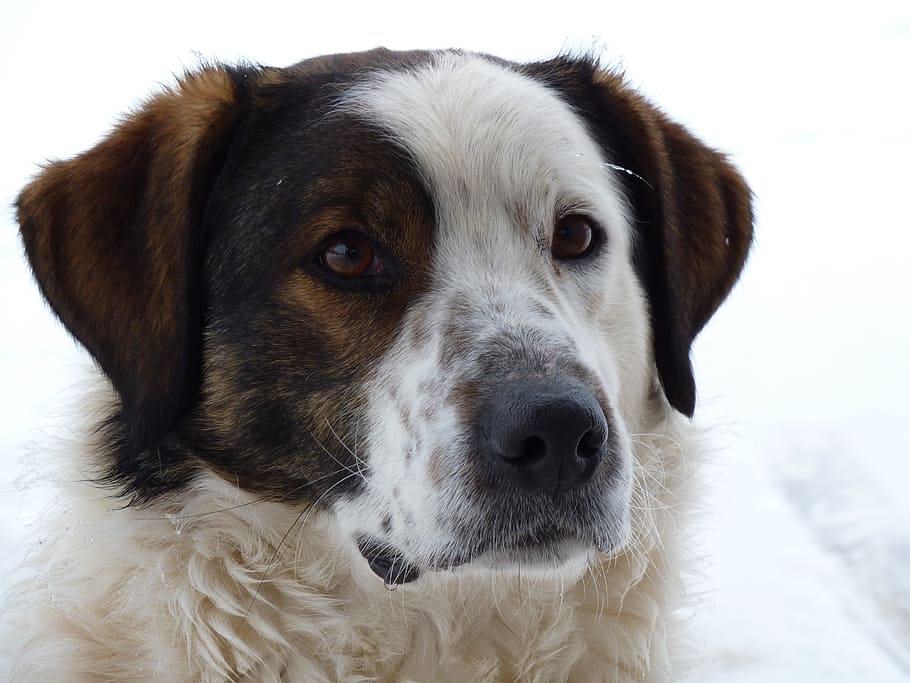 dog, irina, security, domestic, pets, canine, domestic animals HD wallpaper