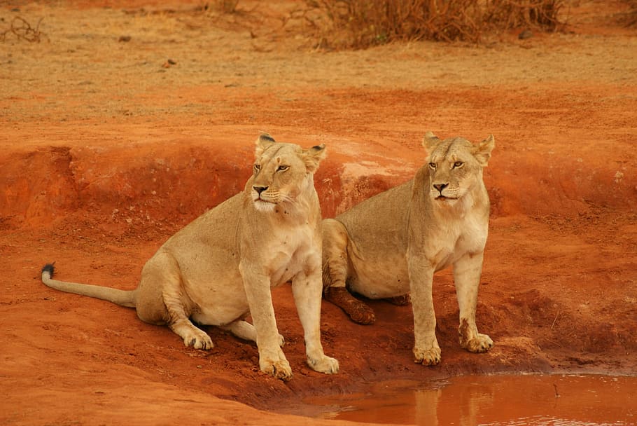 lion, mammal, cat, feline, animal, animal themes, group of animals HD wallpaper