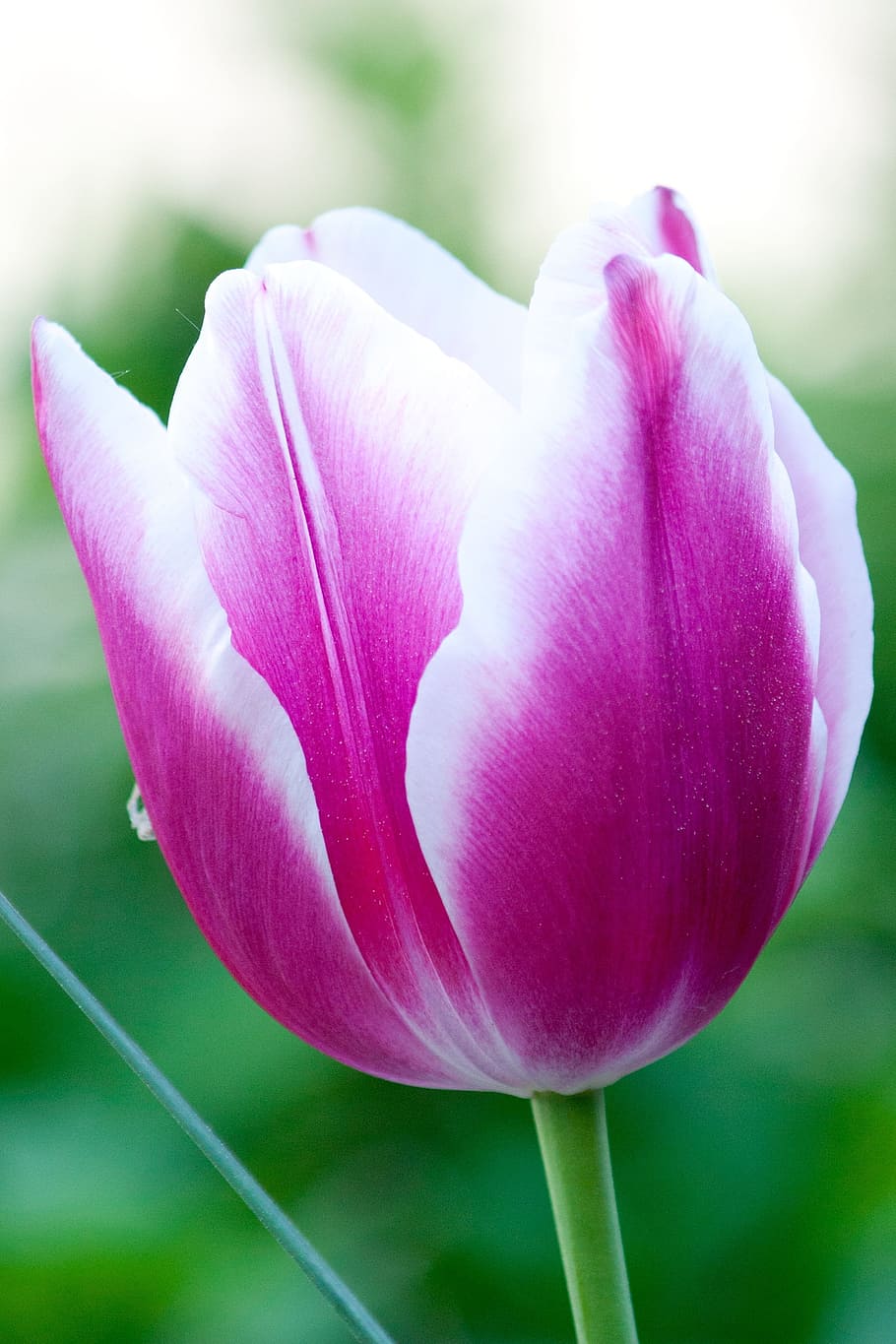 tulip, flower, pink, white, green, close, spring, bloom, flowering plant HD wallpaper