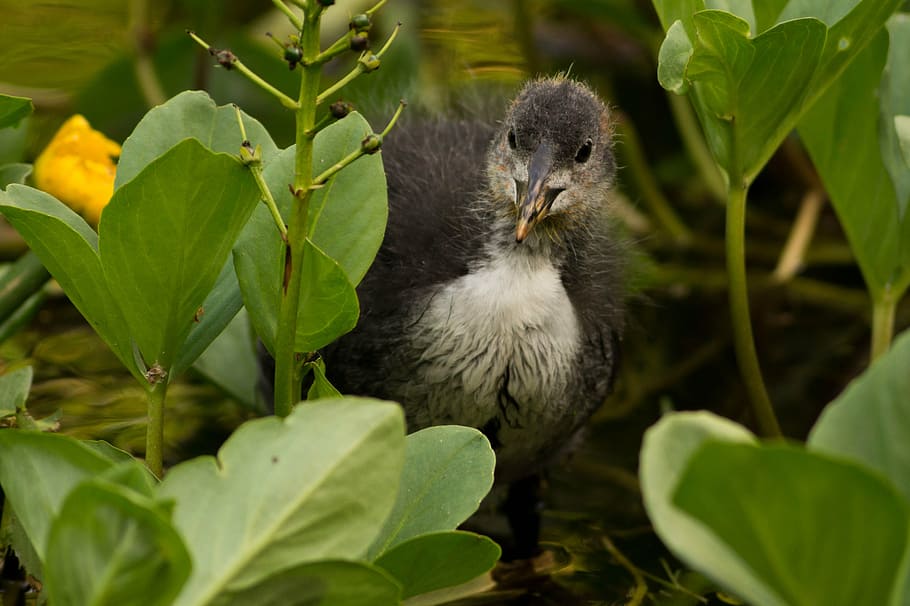 coot, bird, animal, plants, lilies, plant part, leaf, animal themes HD wallpaper