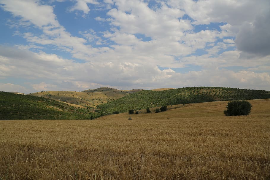 wheat crop, grain, agriculture, harvest, nature, plant, sky HD wallpaper